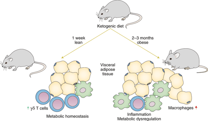 Following a keto diet leads to a decrease in the immune system's gamma delta T cells and an increase in the number of macrophages in adipose tissue